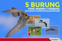 5 Burung yang Mampu...