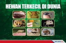 Duh Imutnya, Berikut...