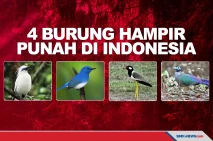 Tinggal Puluhan Ekor,...