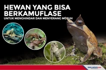 Hewan yang Bisa Berkamuflase...