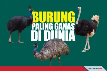 Hati-hati! Inilah Burung...