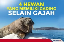 Empat Hewan yang Memiliki...