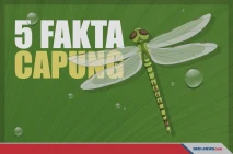 Fakta-Fakta Menarik...