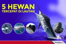 5 Hewan Tercepat di...