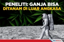 Peneliti Klaim Ganja...