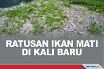 Ratusan Ikan Mati Misterius...