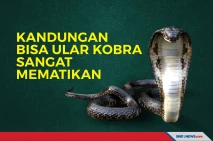 Kandungan dan Bahaya...