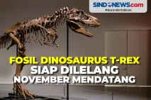 Fosil Dinosaurus T-Rex...