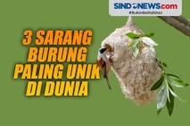 Keren! Berikut 3 Sarang...
