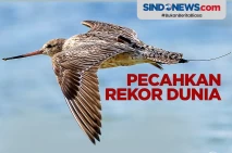 Pecahkan Rekor Dunia,...