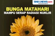 Tanaman Bunga Matahari...