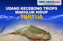 Bertahan 250 Juta Tahun,...