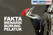 6 Fakta Menarik Tentang...