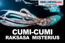 Cumi-Cumi Raksasa Misterius...