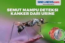 Wow! Semut Mampu Mendeteksi...