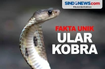 Fakta Unik Kobra, Salah...