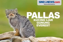 Ilmuwan Temukan Kucing...