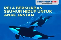 Paus Pembunuh ini Rela...