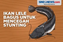 Kaya Kandungan Nutrisi,...
