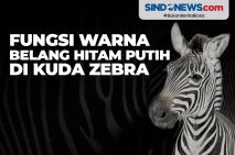 Fungsi Warna Belang...