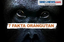 Fakta Unik Orangutan...