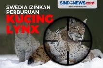 Hampir Punah, Swedia...