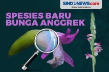 Spesies Baru Bunga Anggrek...