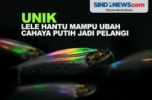 Unik, Ikan Lele Hantu...