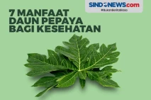 7 Manfaat Daun Pepaya...