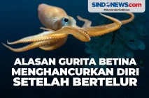 Ini Alasan Gurita Betina...