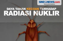 Daya Tahan Tubuh Kecoak...