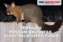 Populasi Possum Brushtail...