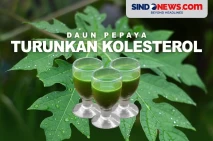 Mengkonsumsi Daun Pepaya...
