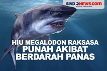 Hiu Megalodon Raksasa...