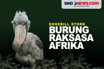 Shoebill Stork, Burung...