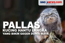 Pallas, Kucing Hantu...
