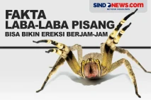 Fakta Laba-Laba Pisang...