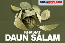 Khasiat Daun Salam,...
