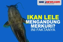 Benarkah Ikan Lele Mengandung...