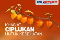 10 Khasiat Buah Ciplukan...