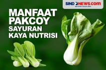 Manfaat Pakcoy, Sayuran...