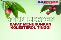 Daun Kersen Berkhasiat...