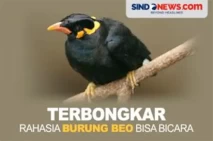 Terbongkar, Rahasia...