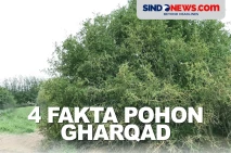 4 Fakta Pohon Gharqad,...