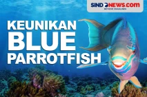 Blue Parrotfish, Ikan...