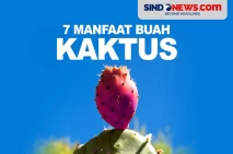 7 Manfaat Buah Kaktus,...