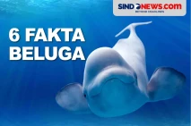 6 Fakta Beluga, Paus...