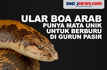 Ular Boa Arab, Punya...