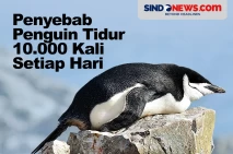Penyebab Penguin Bisa...