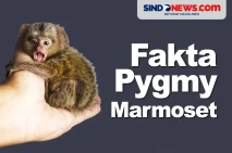 Fakta Menarik Pygmy...